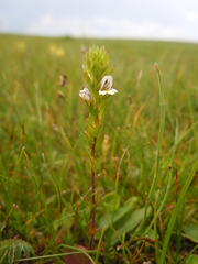 Euphrasia pectinata