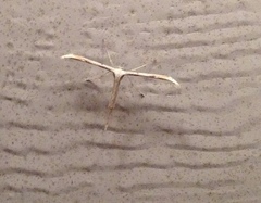 Emmelina monodactyla