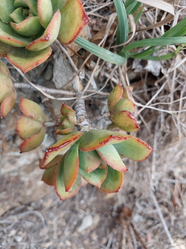 Image of Aeonium haworthii by (c) kiwialli, some rights reserved (CC BY)