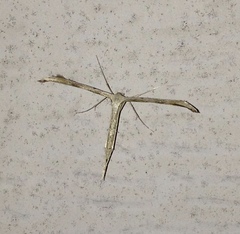 Emmelina monodactyla