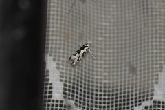 Ypsolopha sequella