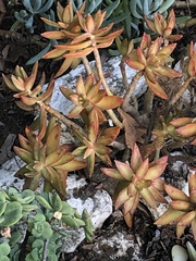 Sedum adolphi