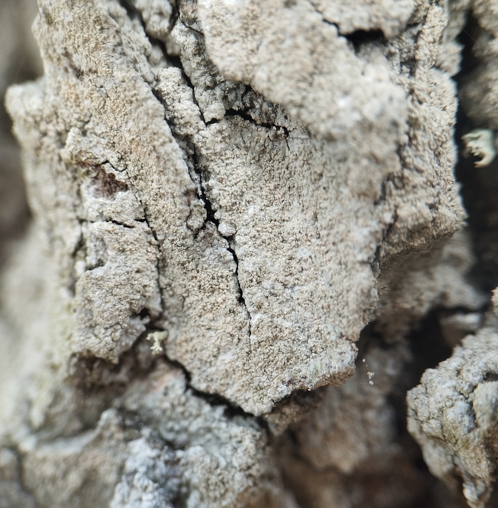 Pertusaria coccodes