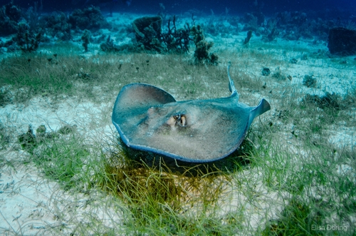 Southern Stingray, photo 3 of 10