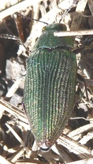 Buprestis adjecta