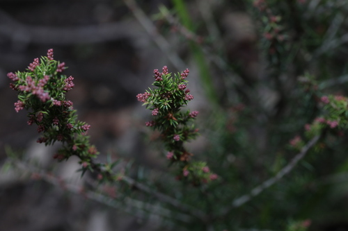 Image of Lissanthe strigosa by (c) Liam southwell, some rights reserved (CC BY)