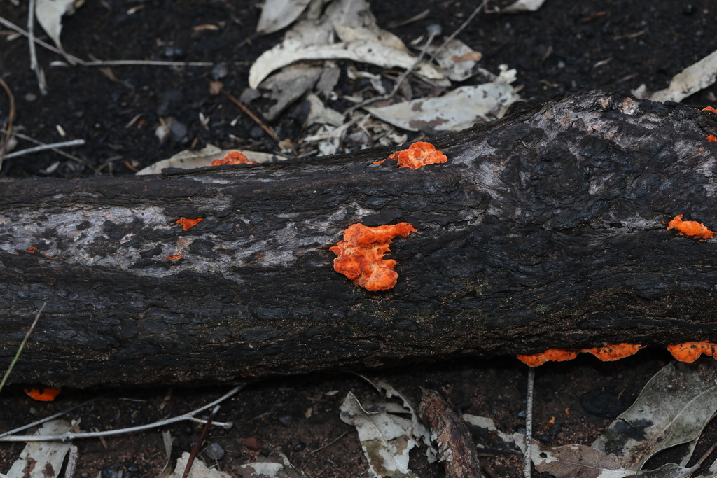 Trametes coccinea · April 2025 · photo: © katsinabox (iNaturalist, cc-by)