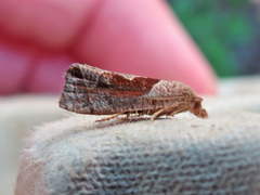 Pelochrista similiana