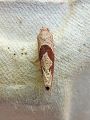 Pelochrista similiana