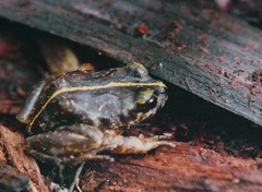 Emilio's Ground Frog photo 1