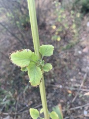 Leonotis nepetifolia nepetifolia