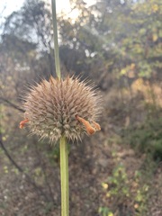 Leonotis nepetifolia nepetifolia