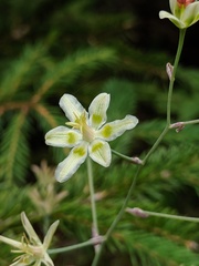 Anticlea elegans