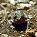 Tonchek Spiny-chest Frog - Photo (c) Christian Ostrosky, some rights reserved (CC BY-NC-ND)