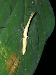 Omura congrua