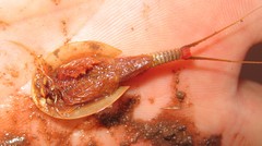 Triops longicaudatus