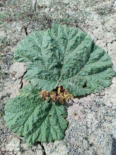 Image of Rheum tataricum by (c) Natalya Ivanova, some rights reserved (CC BY)