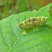 Colopha ulmicola - Photo (c) Larry Clarfeld, alguns direitos reservados (CC BY-NC), uploaded by Larry Clarfeld