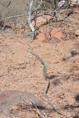 Masticophis fuliginosus