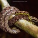 碧玉林蛇 - Photo 由 Zainudin Basriansyah Akar 所上傳的 (c) Zainudin Basriansyah Akar，保留部份權利CC BY-NC