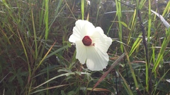 Hibiscus aculeatus