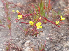 Camissonia dentata
