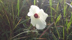 Hibiscus aculeatus