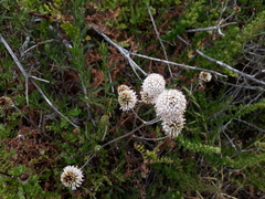 Polyachyrus