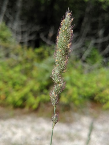 Muhlenbergia glomerata (Willd.) Trin.