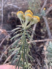 Phymaspermum athanasioides