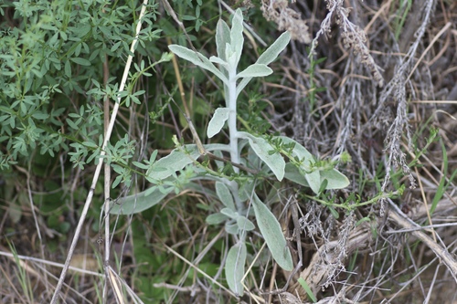 Image of Pseudognaphalium microcephalum by no rights reserved