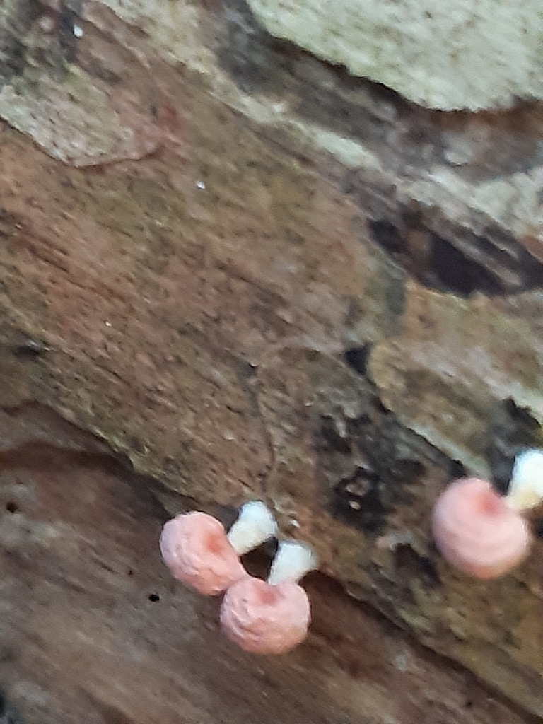 Mycena roseoflava · April 2025 · photo: © georgecox (iNaturalist, cc0)