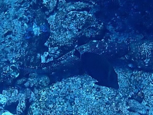 Epinephelus socialis observed 2024-09-27