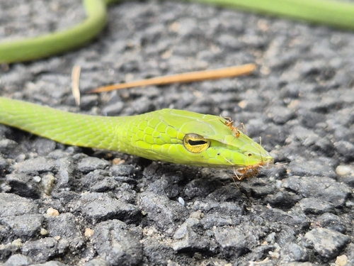 Malabar Vine Snake