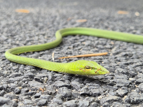 Malabar Vine Snake
