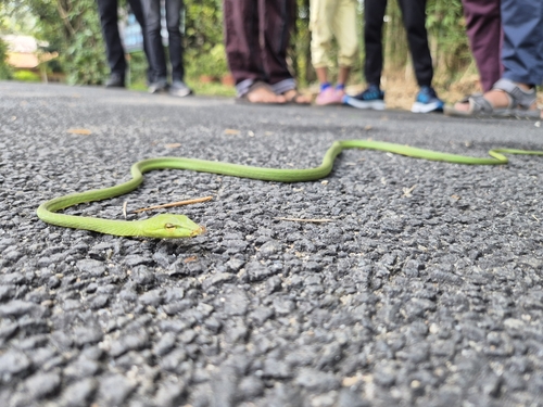Malabar Vine Snake