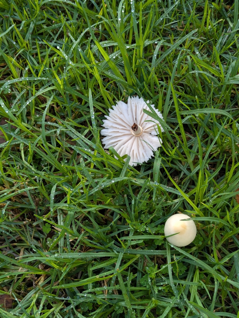 Chlorophyllum hortense · April 2025 · photo: © rosiekstein (iNaturalist, cc-by)