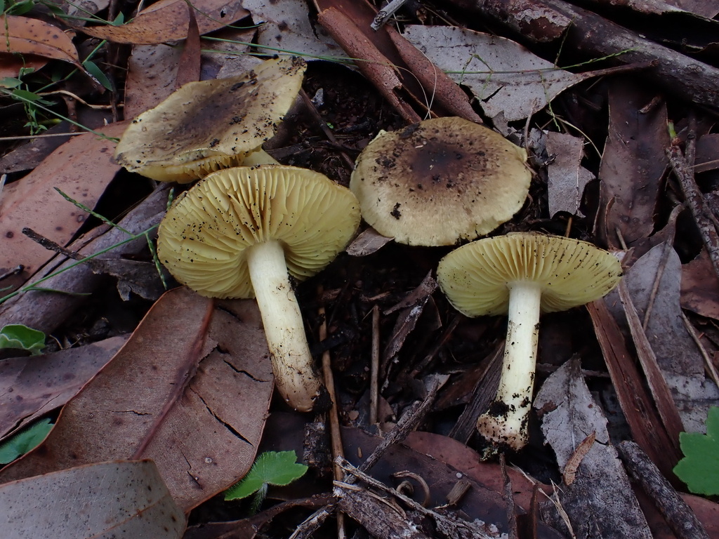 Porpoloma flavilamellatum · April 2025 · photo: © oqt (iNaturalist, cc-by)