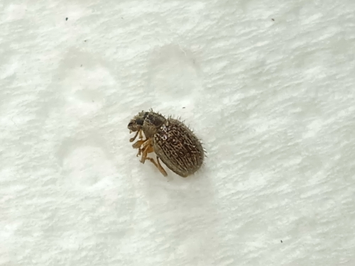 Weevil
