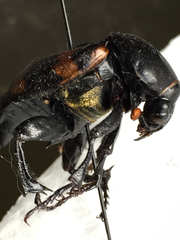Nicrophorus carolina