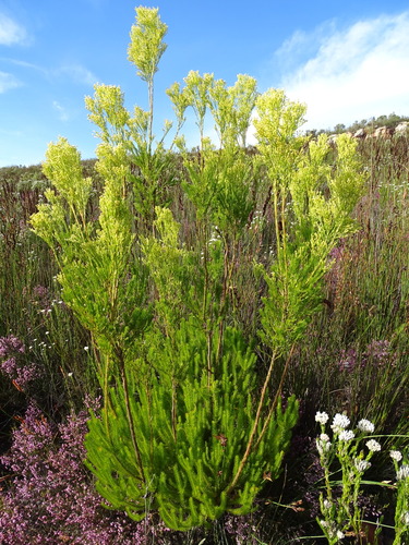 Image of Leucadendron ericifolium by (c) Shaun Swanepoel, some rights reserved (CC BY)