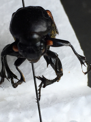 Nicrophorus carolina