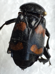 Nicrophorus carolina