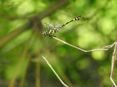 Ictinogomphus rapax