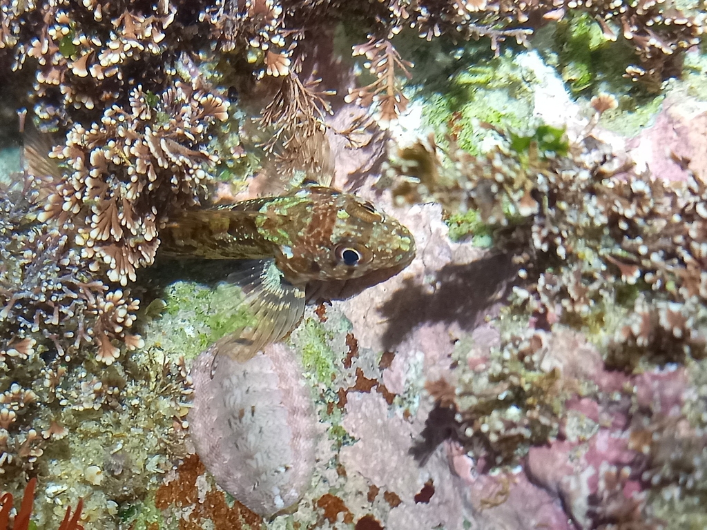 Bluntnose Klipfish (Clinus cottoides)