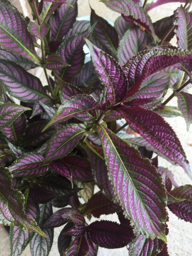 Strobilanthes dyeriana iNat (3)