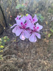 Pelargonium peltatum