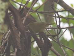 Sphenopsis frontalis