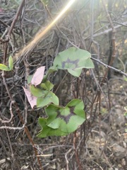 Pelargonium peltatum