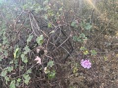 Pelargonium peltatum